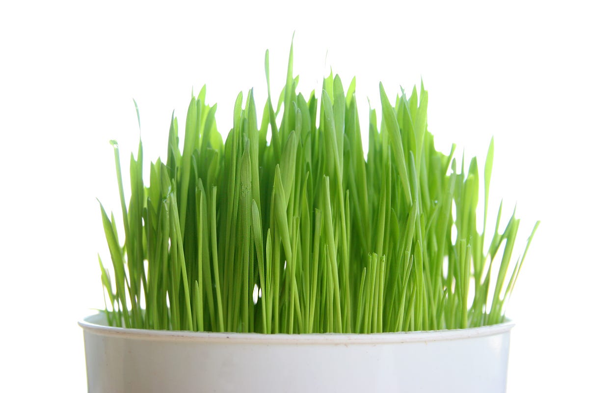 herbs for glowing skin - Wheat Grass