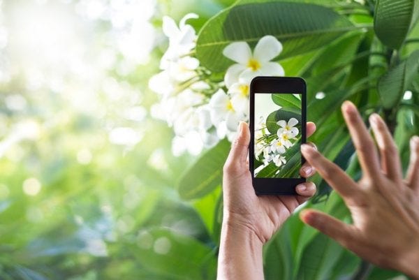 すぐにでも欲しい 写真を撮るだけで植物の名前を教えてくれるアプリ Plantsnap By Ai News Medium すぐにでも欲しい 写真を撮るだけで植物の名前を教えてくれるアプリ Plantsnap By Ai News Medium