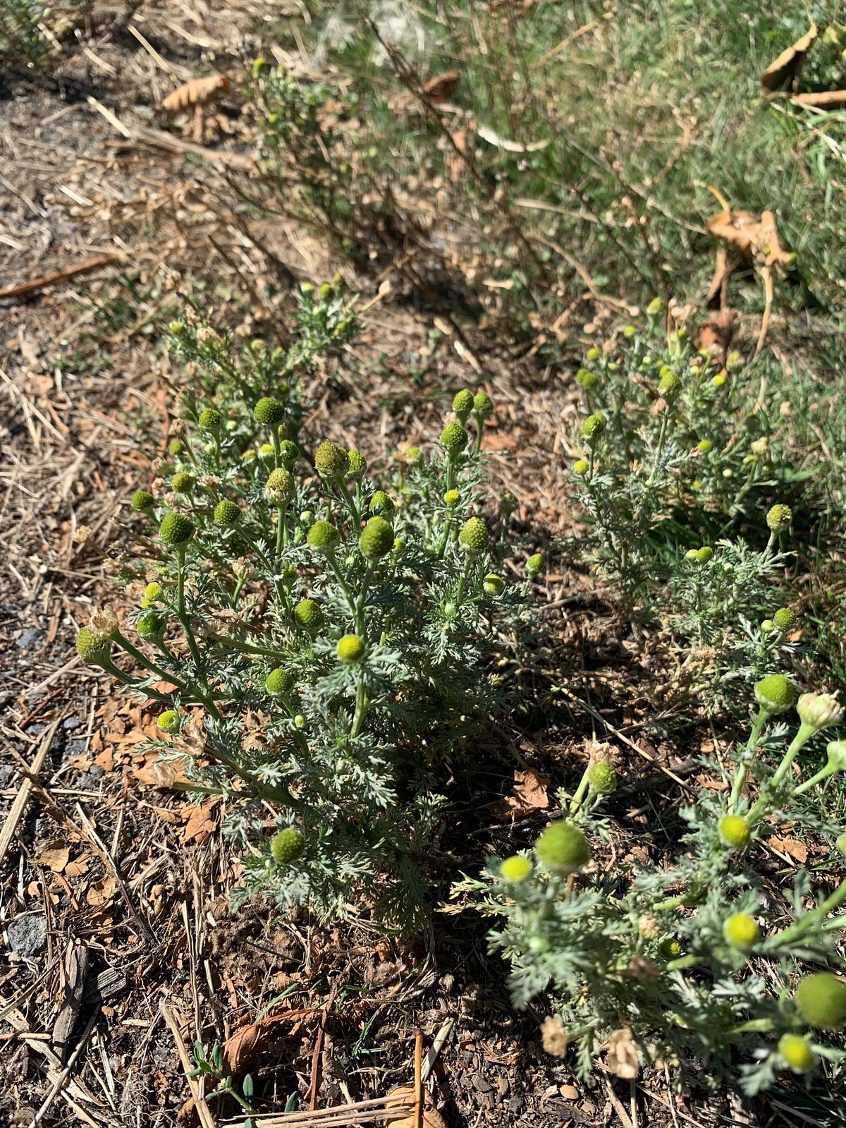Wild Foraging Pineapple Weed. And healthy uses for this little plant