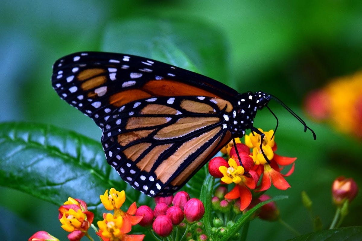 Help Save The Monarch Butterfly According To A Recent Post By National… By Suzanne