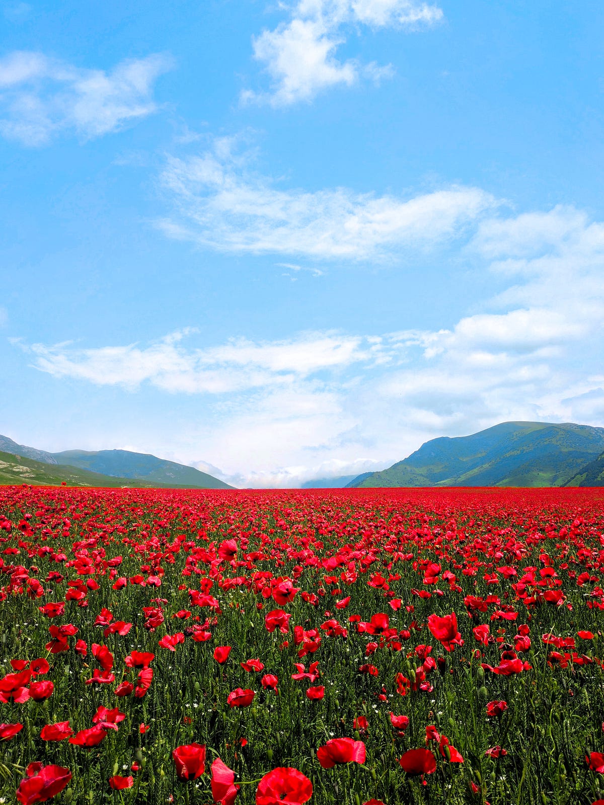 Let a thousand flowers bloom. Leaving my marriage wasn’t enough. I… by Serenedipity Medium