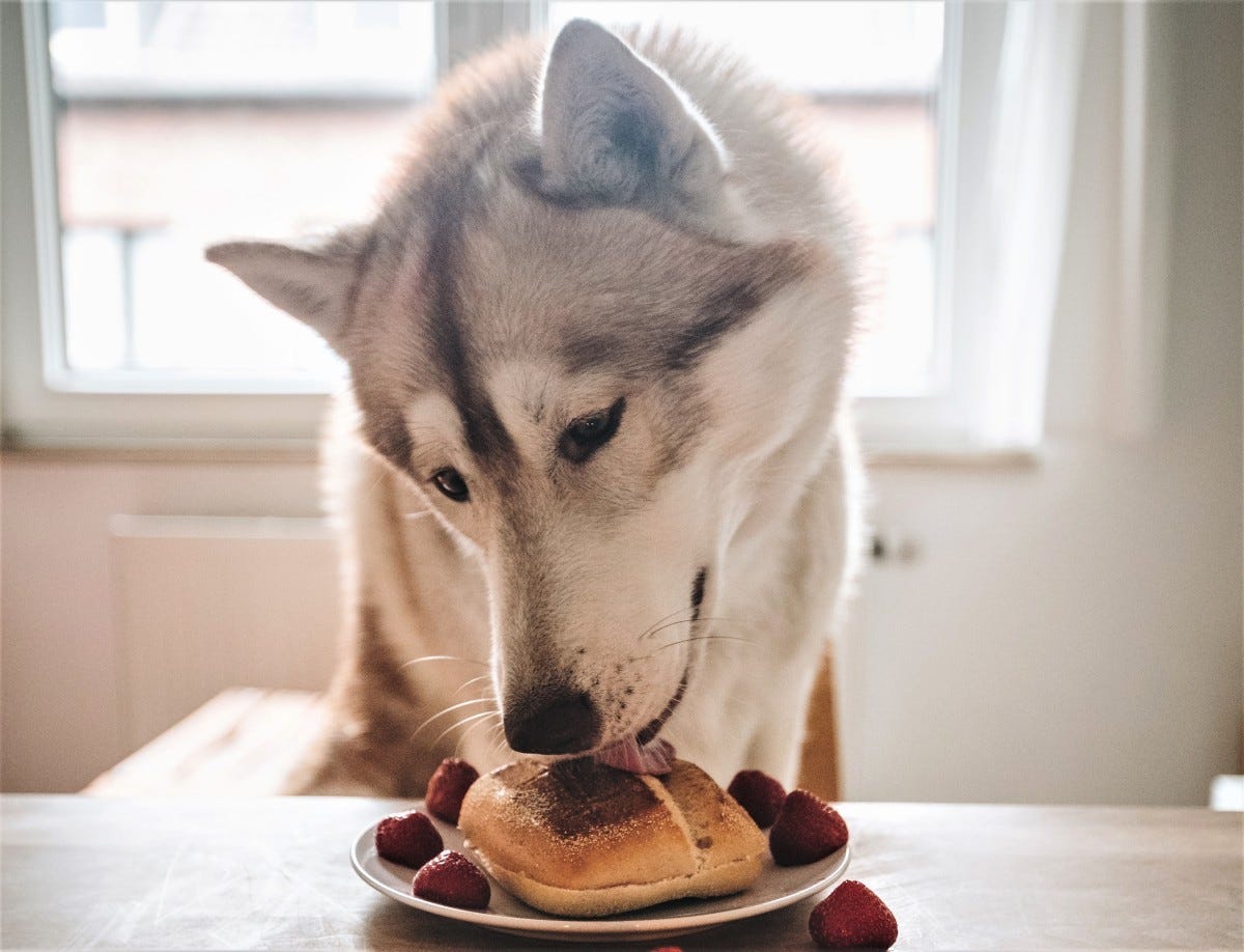 how do you get a dog to stop jumping on counters