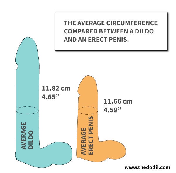 circumference is where we find the least difference between an erect human penis...