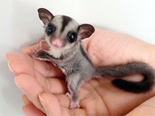 15 EXOTIC pets that u can own legally - 0*K7DPe6B0kG KhyxU