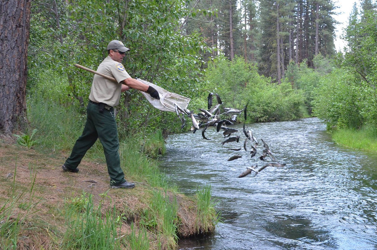 CDFW To Stock 10,000 Pounds Of Merced County Trout by California Sportsman ...