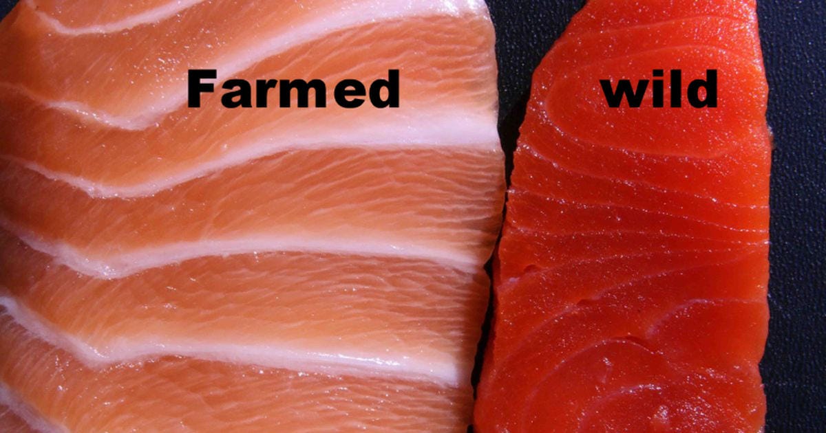 Looking Inside the Fish Industry: Why Farmed Salmon is One of the Most Toxic  'Junk Food' We Can Put in Our Body | by I Believe in Mother Nature | Medium
