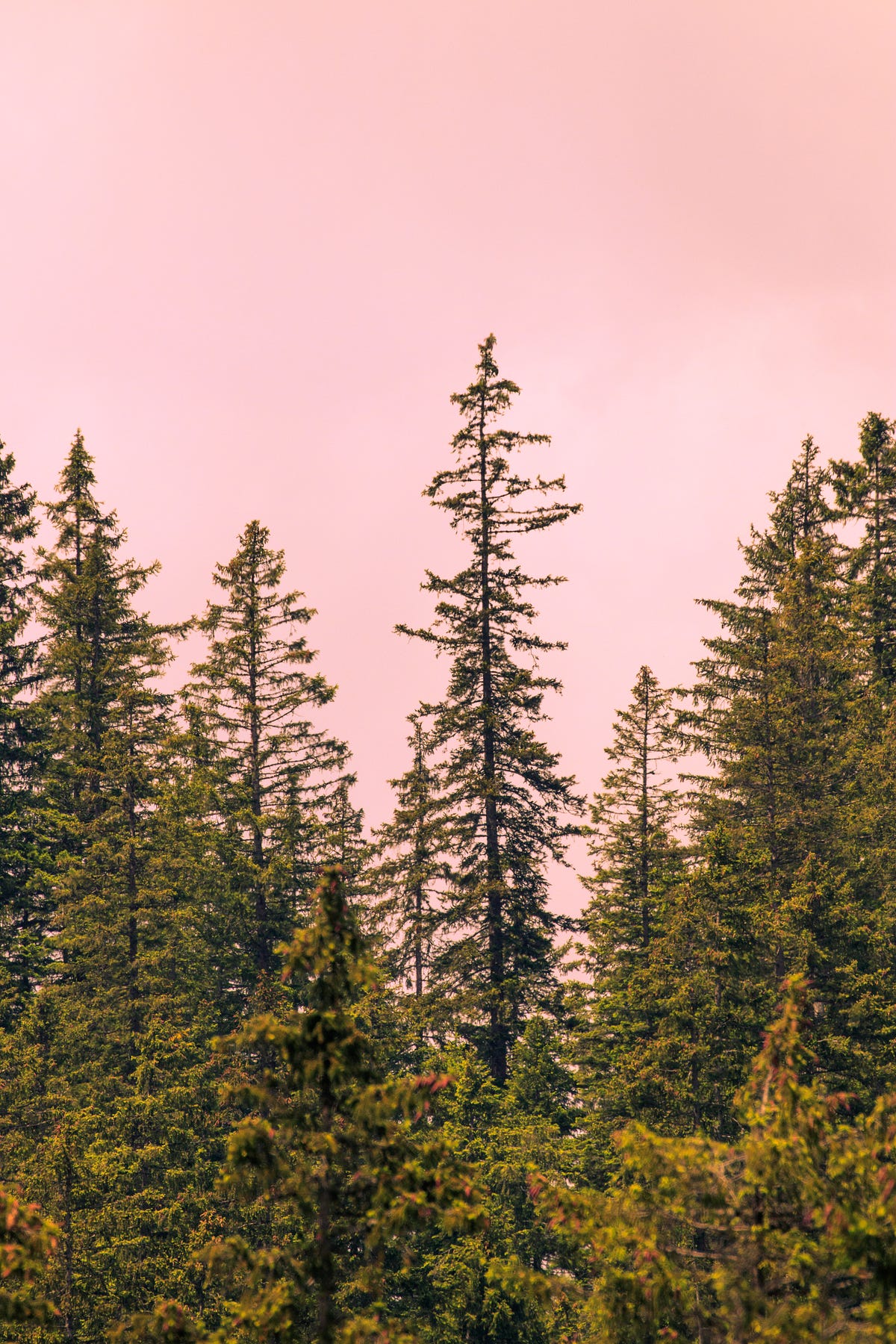 The red pine tree running in circles by the screaming kettle medium