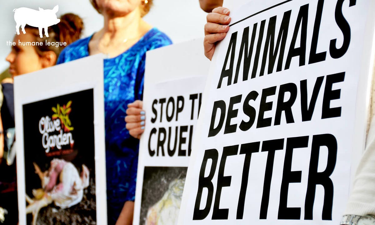 Farm Animal Rights Bill, Proposition 12 Everything You Need to Know