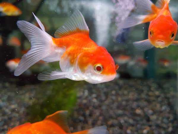 Golden Fish 金魚 By Akihiko Goto Medium