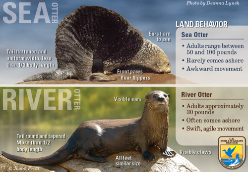 You Otter Know: The Difference Between Sea and River Otters | by USFWS