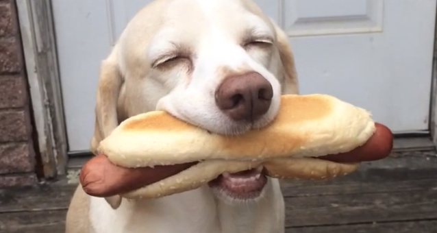 doggo with hot-dog