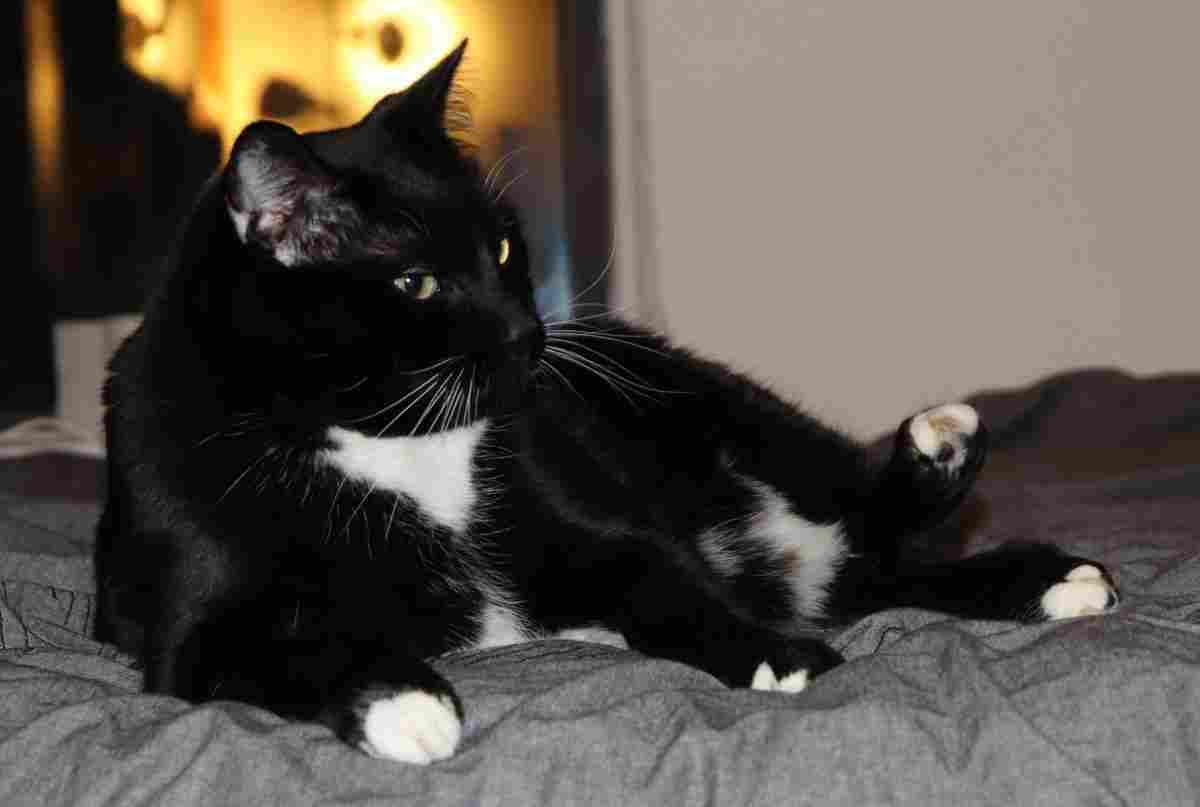 black and white tuxedo cat