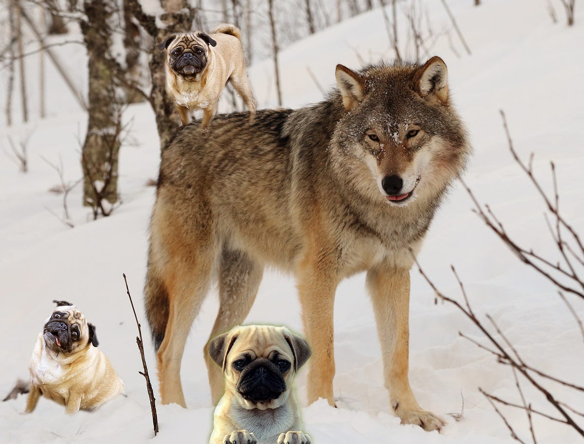 are pugs descendants of wolves