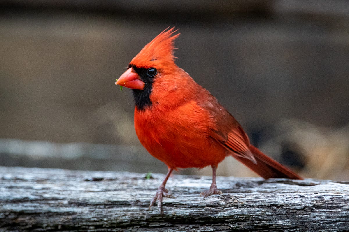 State Bird of Kentucky. The Northern Cardinal by C. L. Beard Weeds