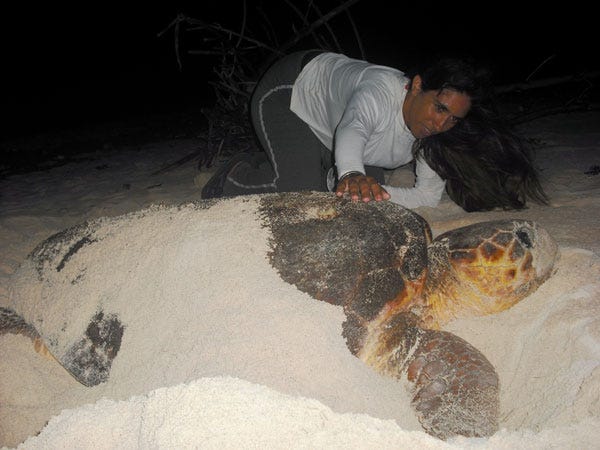 Asegura experta que tortugas marinas siguen en peligro