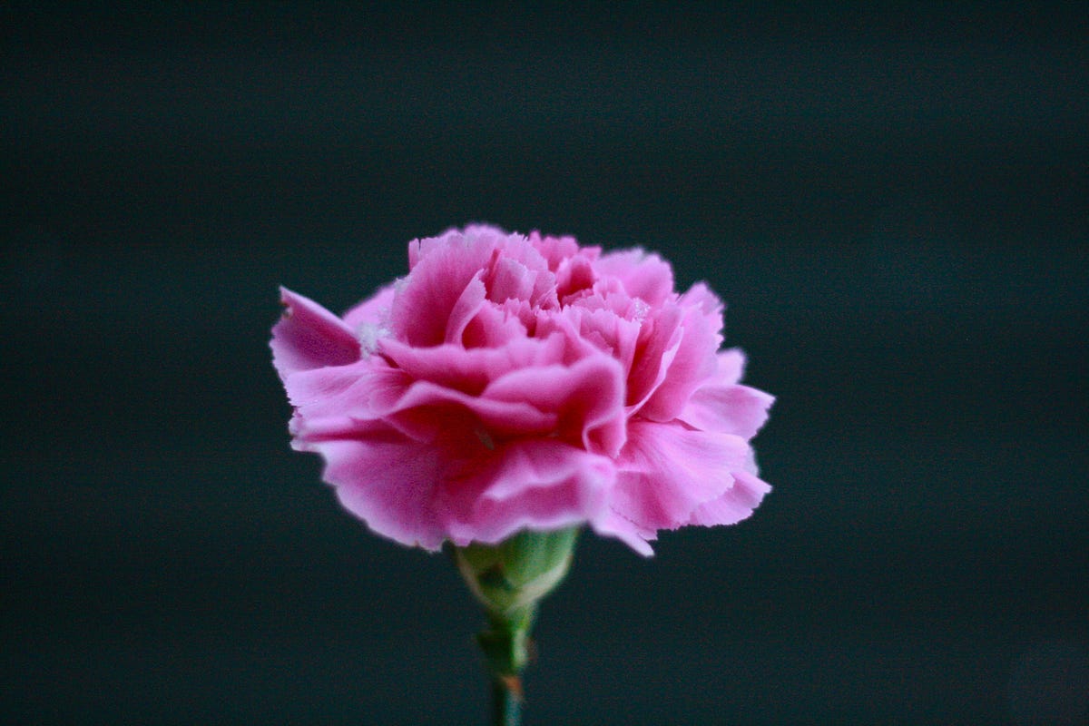 Where do flowers get their symbolism? by Fintastic! Bud Blog Medium