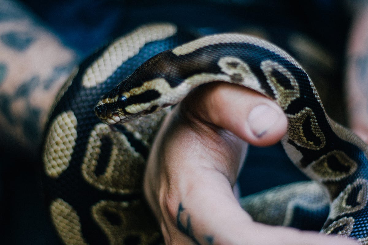 5 Things You NEED To Know Before Getting A Pet Snake By Sara Johnson Medium