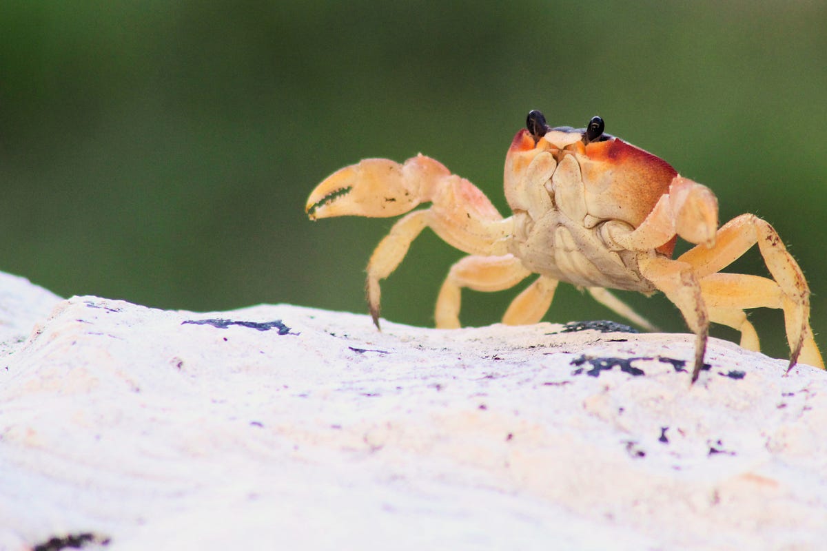 Do You Know What Crabs Have In Common With Bad Friends? by Kai
