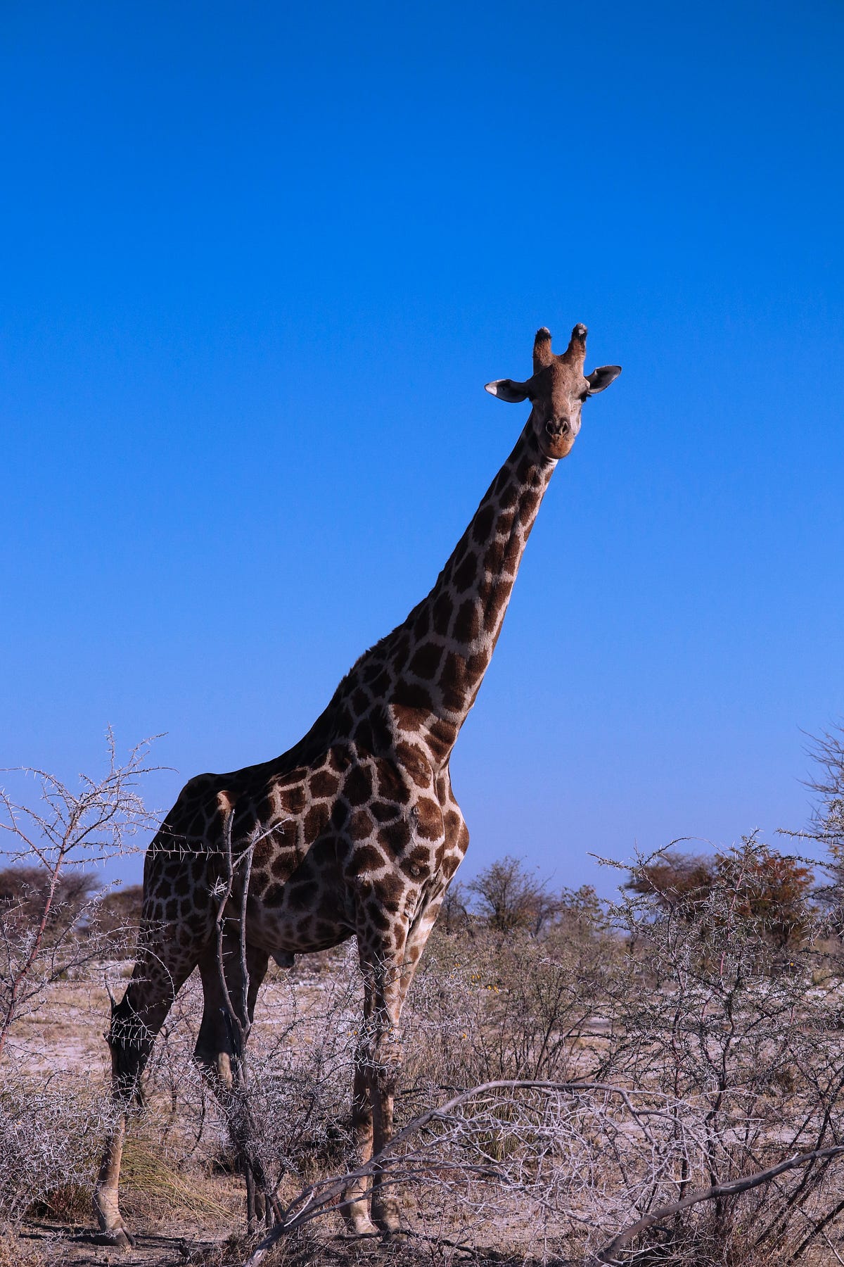 How long do giraffes sleep?. You might think that giraffes may need