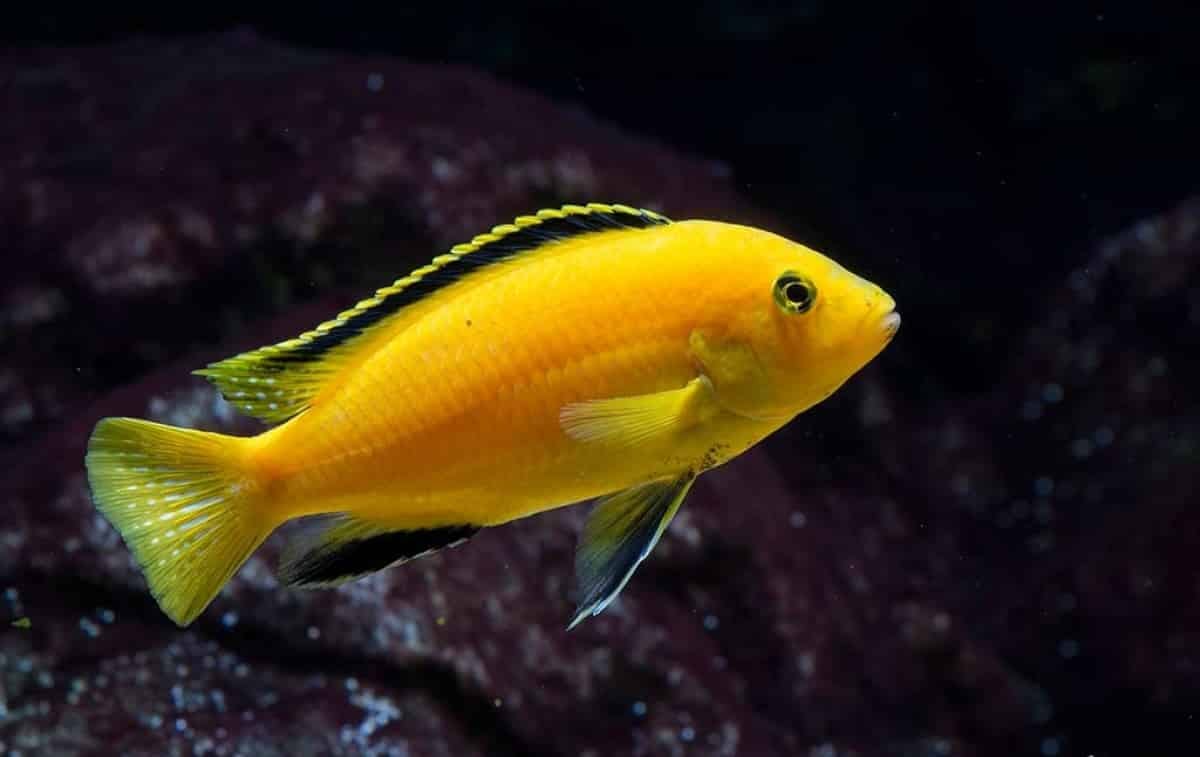 Electric Yellow Lab Cichlid | by Fish 