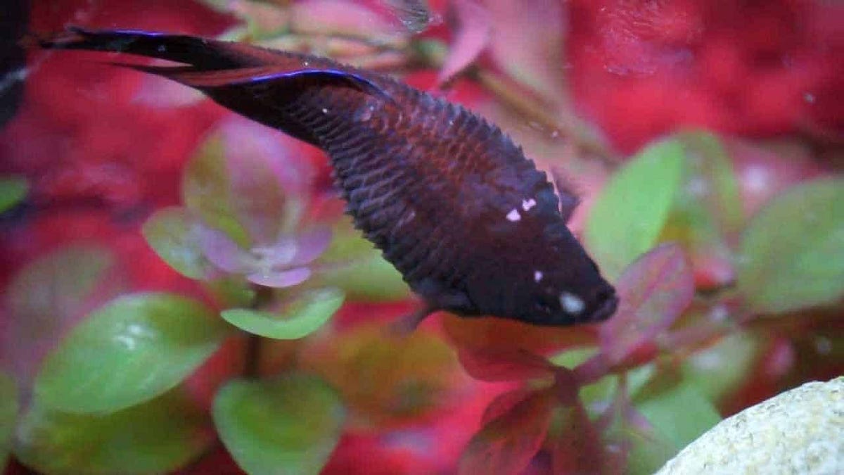 Dropsy/Bloat in Aquarium Fish, Diagnosis and Treatment by Fish Care Medium.