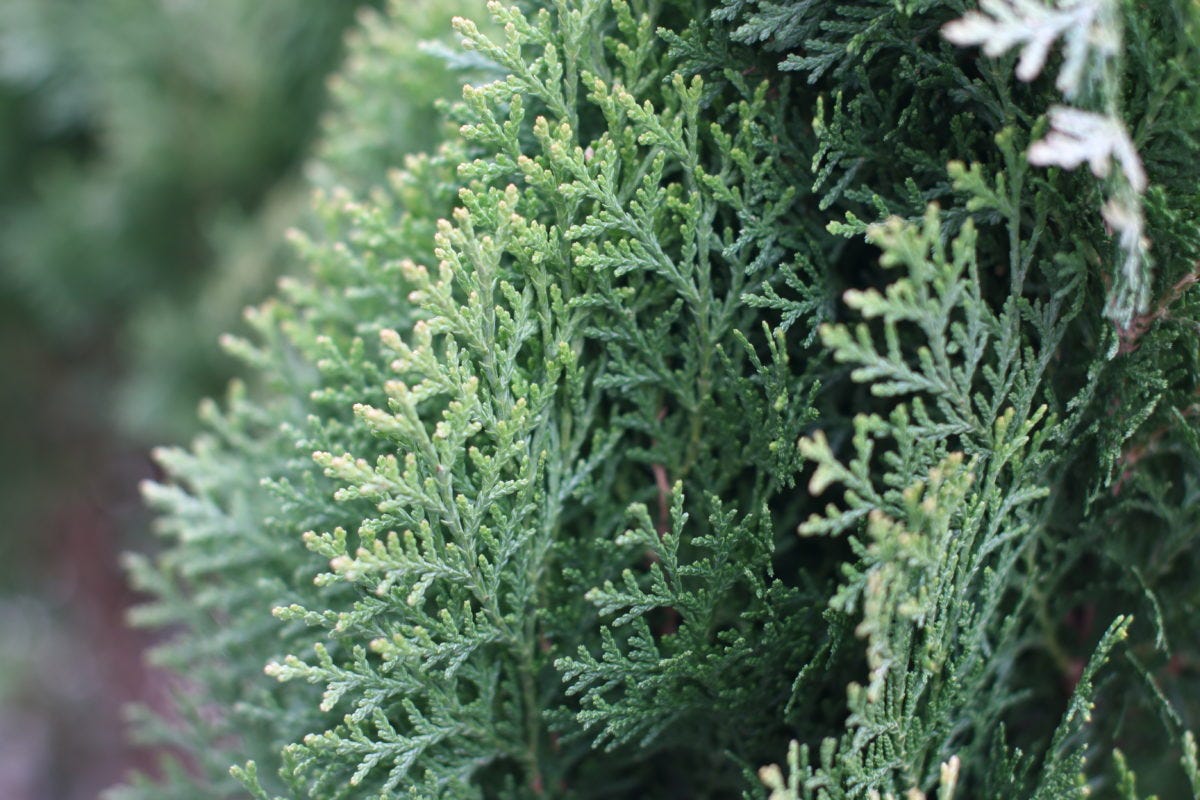 Arborvitae Essential Oil Is Your Nose Always Dripping Do You By