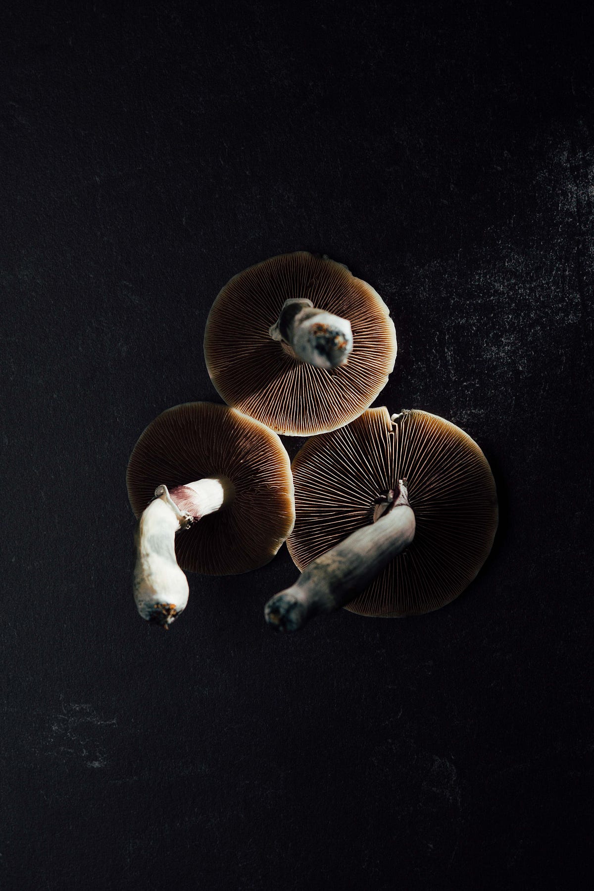 Psilocybin Assisted Psychotherapy New Remedies For Treatment