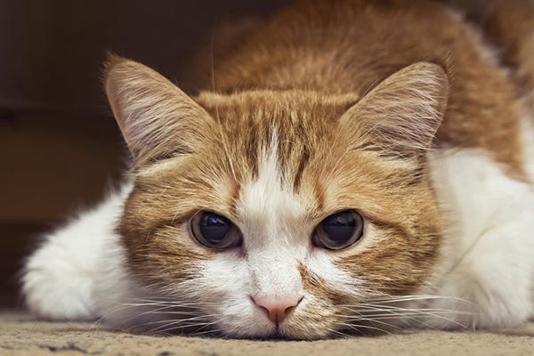 How Cats Absorb Negative Energy And Neutralize It By Thepawz Lab Medium