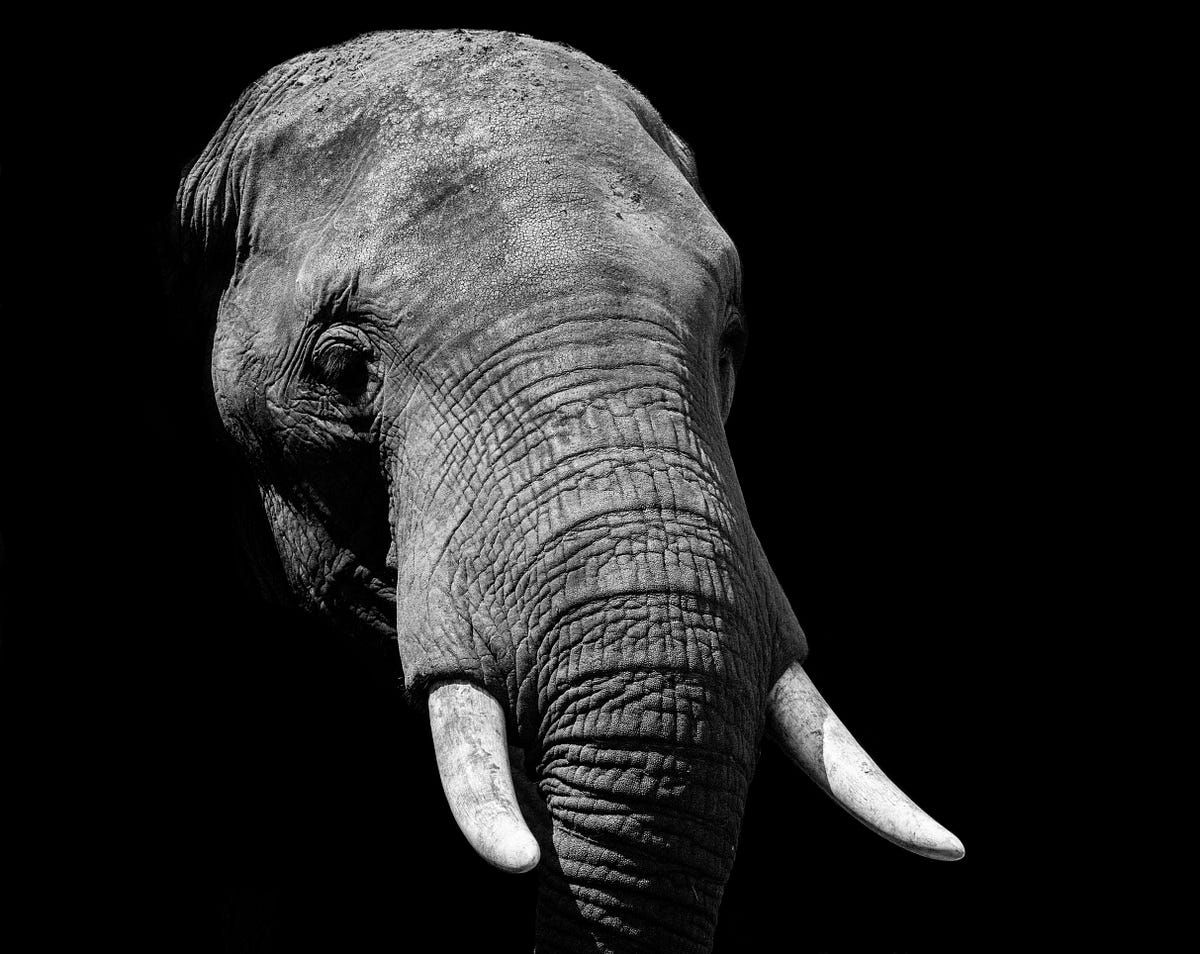 In 1916, a Small Tennessee Town Hanged an Elephant to Death by Nathan Allen Frame of