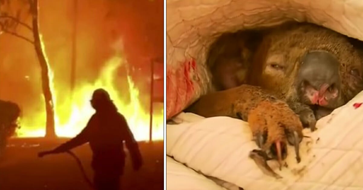 Almost half a billion animals have died in the Australian