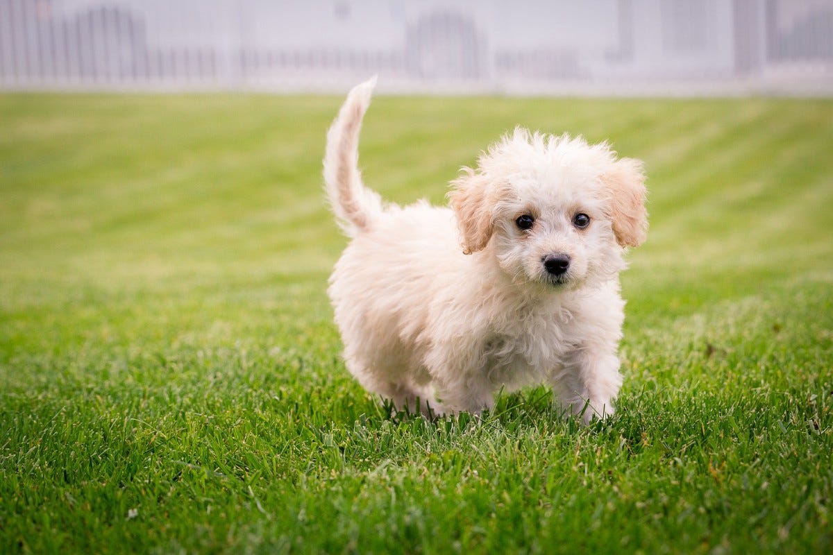 essential puppy training