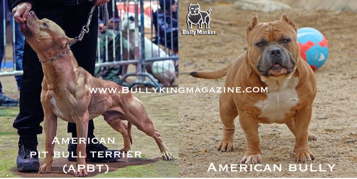 this is the american pit bull terrier
