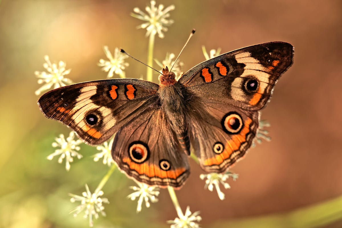 I Watched A Butterfly Fly Haphazardly Towards My Heart By Cristo Lopez Phd Get Inside Medium