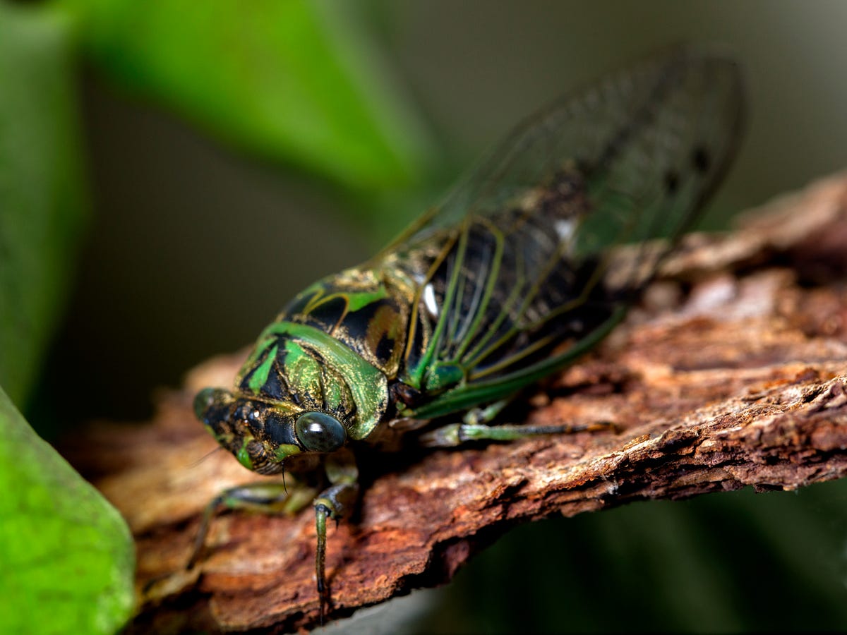 why-are-scientists-talking-about-cicadas-and-covid19