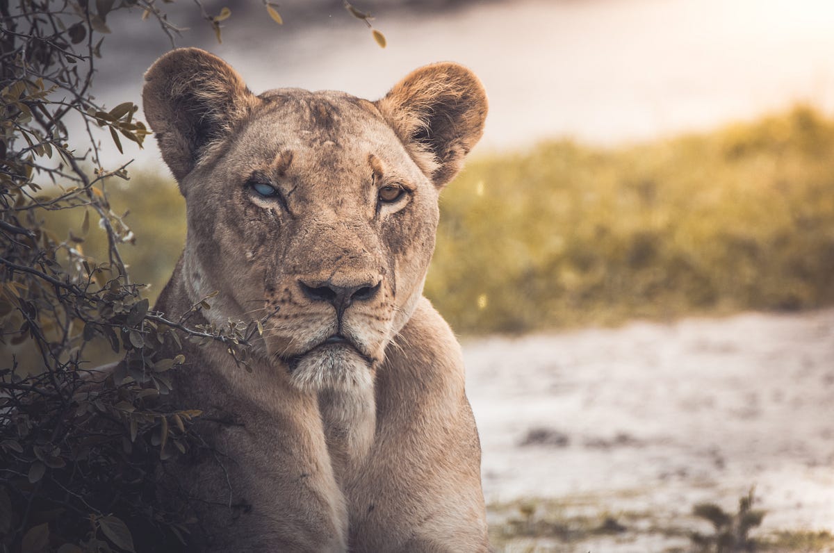 Born Free: Elsa the Lioness The beautiful story of an orphaned lion