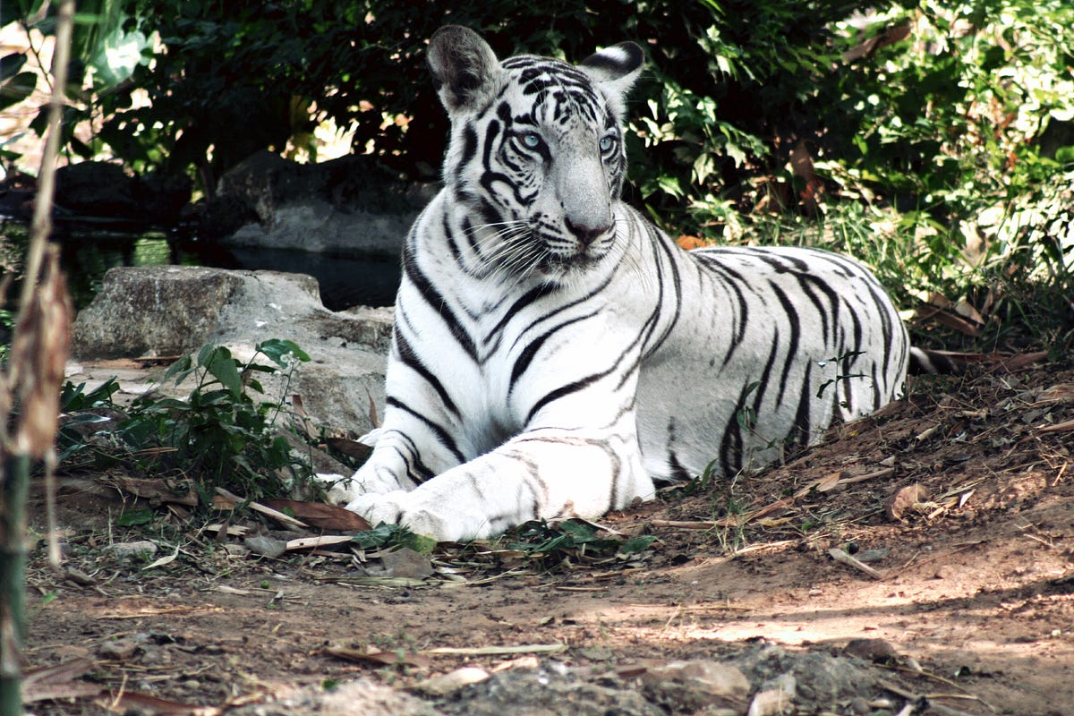 The Tragedy of the White Tiger. From king, to god, to inbred… by