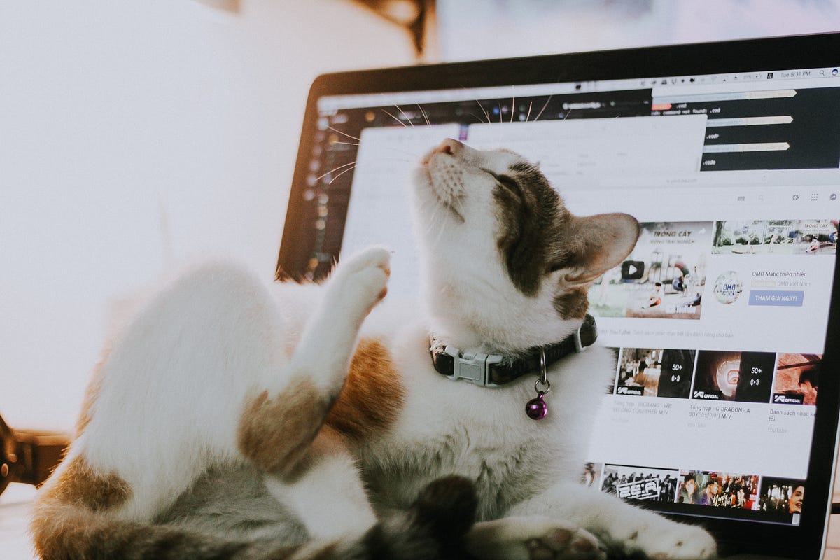 The Fully Updated Guide You Can Use to Learn Data Science in 2022 Without  Getting A Degree | by Madison Hunter | Towards Data Science