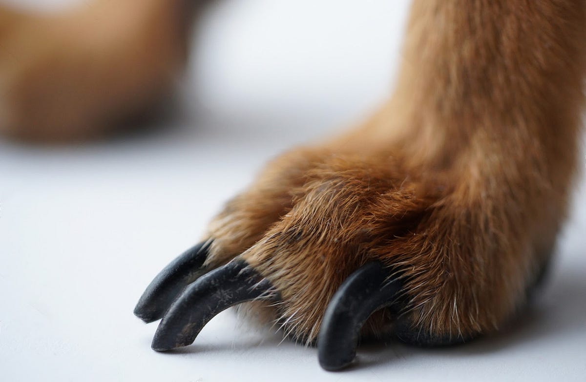 How to Trim Your Overgrown Dog Nails? Dogs Breed