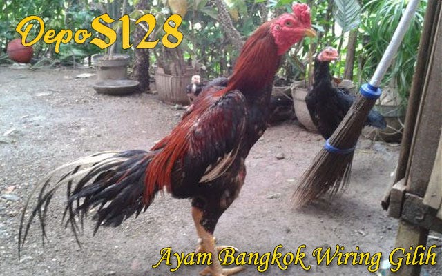 ayam: gambar ayam jago wiring galih
