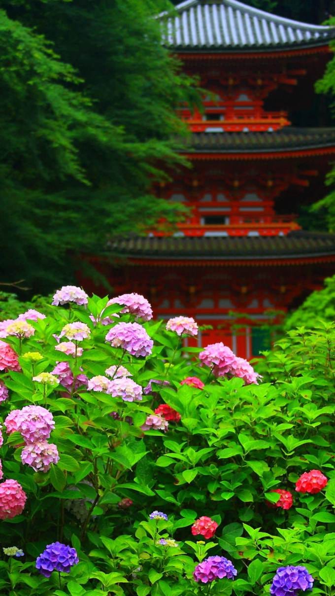 あじさい By Iphone Wallpaper Medium