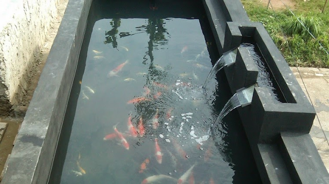 Cara Memilih Cat Dinding Kolam Ikan Koi By Olivia Syaifa Medium