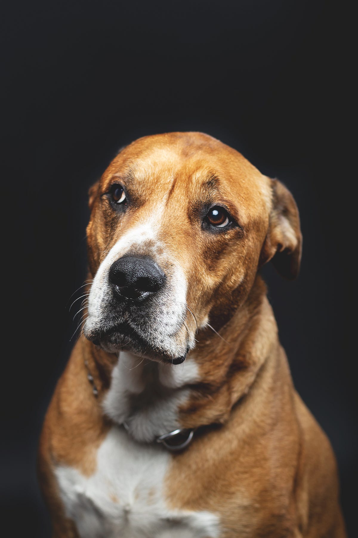 Why People Hit Animals. It’s easier to punish an animal than it… by