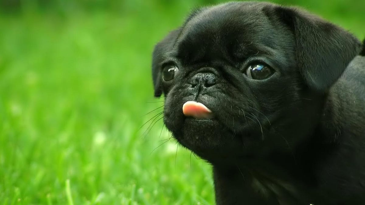life with a pug