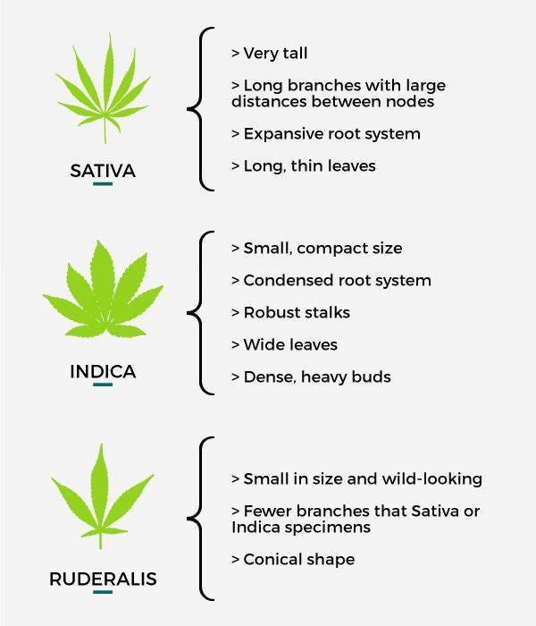 CBD vs Hemp: Exploring The Difference | by Alphagreen Team | Alphagreen ...