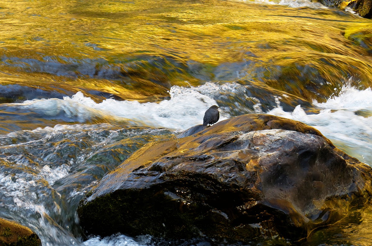 Fool’s Gold. In southern Alaska, near the town of… | by Remington ...