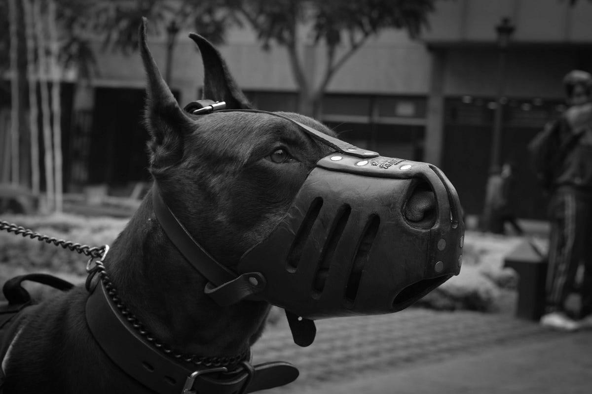 Why Do Dogs Wear A Muzzle Unleashed Pawtential By Unleashed