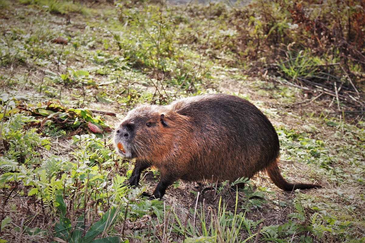 Nutria in the Beaver State. How the poor man’s mink became the… | by