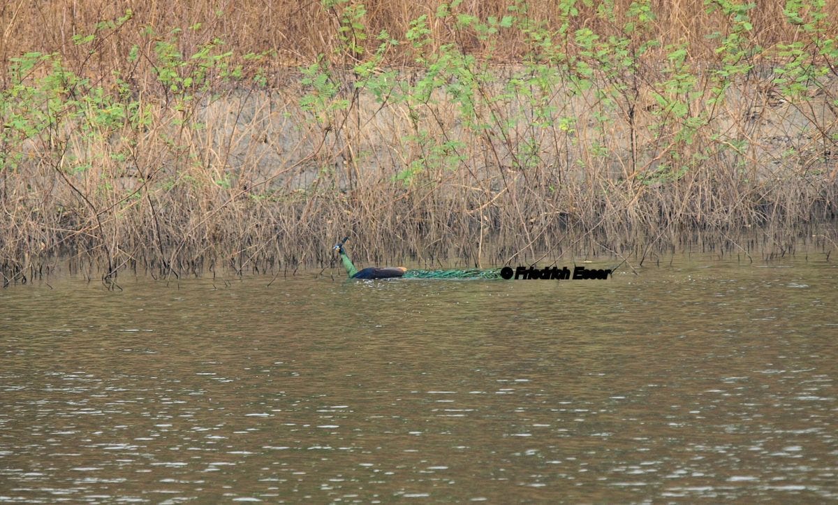 Can Peacocks Swim?. If you Google the question “Can… by Sussanne