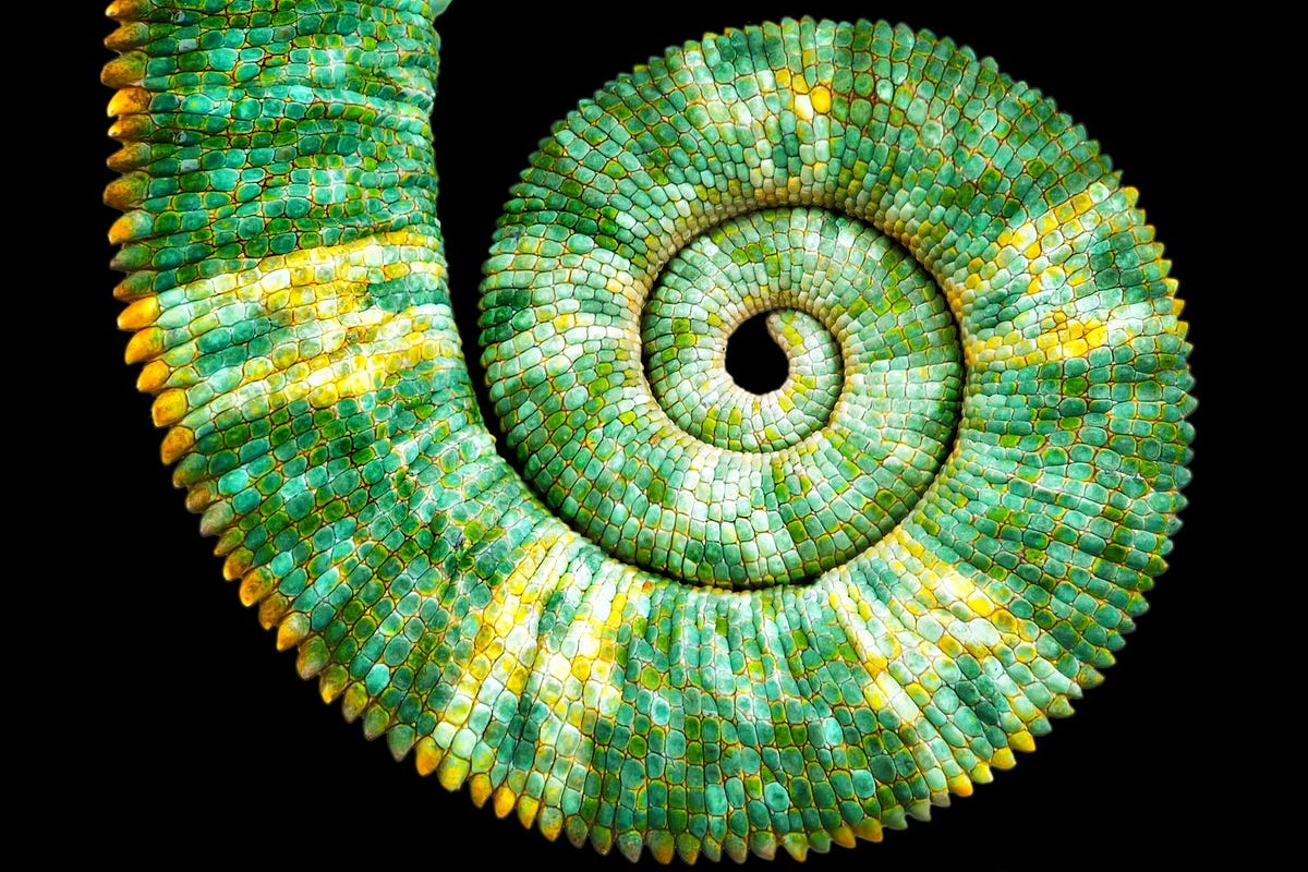 The Fibonacci Sequence. Rediscovering One of the Most… | by Charles The ...