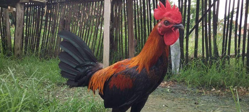4 Jenis Ayam Ini Memiliki Harga Yang Sangat Fantastis